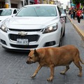 Anjing Liar di Trotoar Ini Terkenal, Dapat Bintang 5 di Google Maps