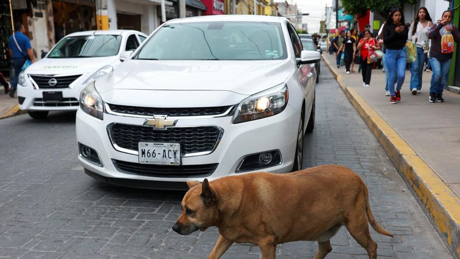 A resident pets 