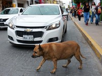 Anjing Liar di Trotoar Ini Terkenal, Dapat Bintang 5 di Google Maps