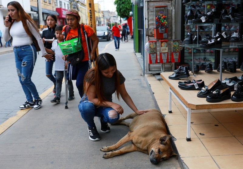 MEXICO-DOG/ A resident pets
