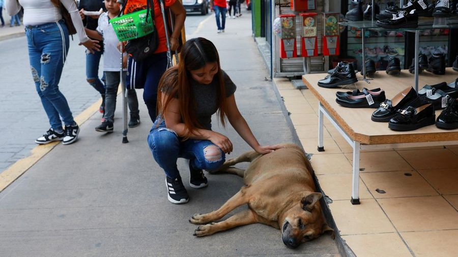 A resident pets 