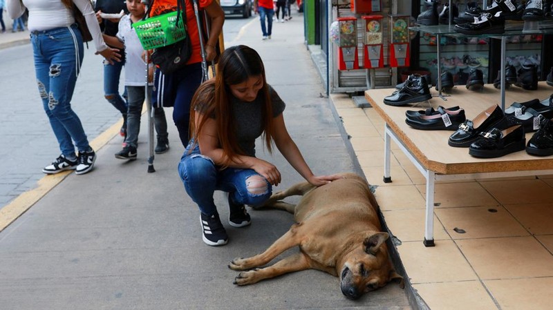 A resident pets 