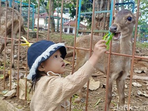 Warga Bandar Lampung Habiskan Waktu Libur di Penangkaran Rusa Unila