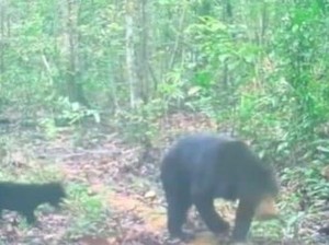 Warga Temukan Beruang yang Diduga Serang Petani di Musi Rawas hingga Kritis