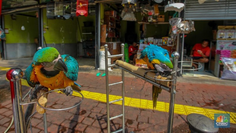 Susana penjualan di Pasar Hewan Barito, Jakarta, Senin (11/8/2025). Pedagang Pasar Hewan Barito tetap bertahan meski (Pemprov) Jakarta meminta para pedagang pindah ke lokasi baru karena area tersebut akan digunakan untuk pembangunan Taman Bendera Pusaka. (CNBC Indonesia/Faisal Rahman)