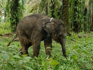 Hari Gajah 2025 Diwarnai Duka, Anak Gajah di Riau Mati Ditinggal Induknya