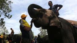 Fakta-Fakta PLG Saree, Rumah Empat Gajah yang Bersihkan Puing Banjir di Aceh
