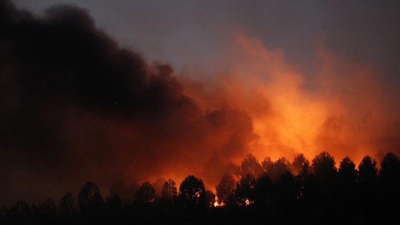 Kebakaran hutan di provinsi Canakkale, barat laut Turki. (REUTERS/Efekan Akyuz)