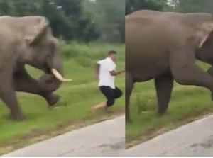 Turis Dikejar dan Diinjak Gajah Liar Usai Selfie