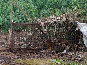 Harimau Diduga Terkam Pekerja di Riau Masuk Perangkap, BBKSDA Langsung Uji Lab