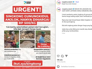 Masjid Nurul Ashri Jogja Borong 15 Ton Singkong dari Petani Saat Harga Anjlok
