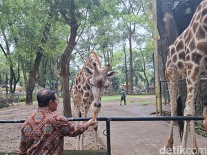 Kaji Ragunan Buka Malam Hari, Pramono: Naik Shuttle Bus-Tak Boleh Bawa Mobil