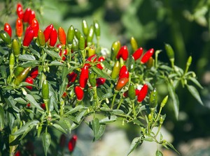 Cara Menanam Cabe dari Biji sampai Panen dan Tips biar Cepat Tumbuh
