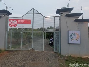Napi Lapas Kendal Kabur Lompati Tembok Saat Belajar Ternak Ayam
