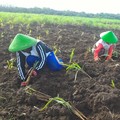 Top! UMKM Binaan Pertamina Ini Ubah Lahan Kritis Jadi Lapangan Kerja