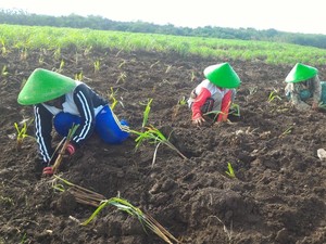 Pertamina Bina UMKM DDistillers, Ubah Lahan Kritis Jadi Lapangan Kerja