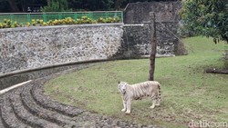 Isu Pakan Harimau Dibawa Pulang Bikin Ragunan Keheranan