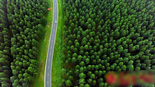 China Tanam Pohon Puluhan Tahun, Gurun Gersang Berubah Hijau