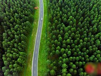 China Tanam Pohon Puluhan Tahun, Gurun Gersang Berubah Hijau
