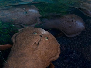 Fosil Berusia 400 Juta Tahun, Beberkan Fakta Baru tentang Evolusi Ikan