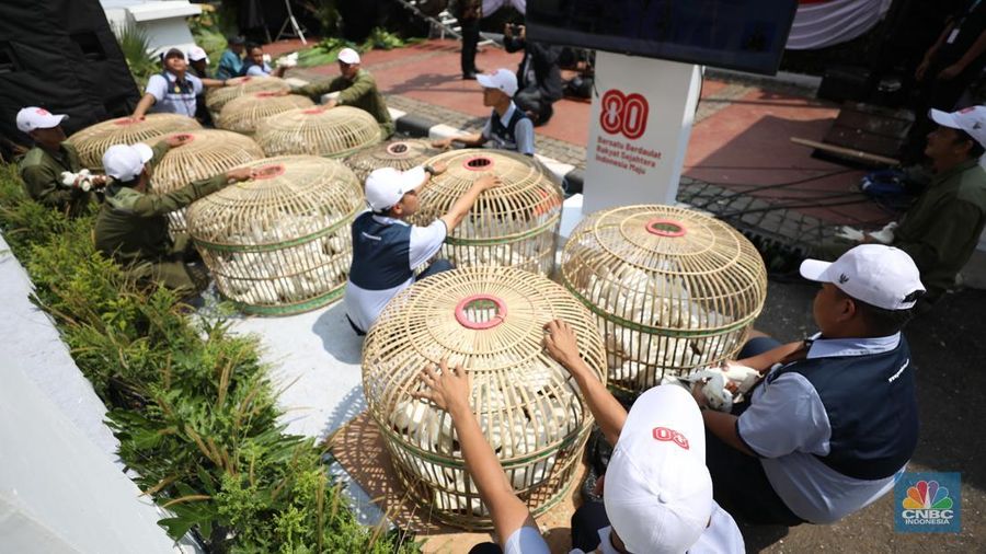 Merpati-merpati berwarna putih turut memeriahkan perayaan Hari Ulang Tahun (HUT) Ke-80 RI di halaman Istana Merdeka, Jakarta, Minggu (17/8/2025). (CNBC Indonesia/Tri Susilo)