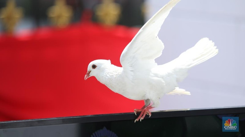 Merpati-merpati berwarna putih turut memeriahkan perayaan Hari Ulang Tahun (HUT) Ke-80 RI di halaman Istana Merdeka, Jakarta, Minggu (17/8/2025). (CNBC Indonesia/Tri Susilo)