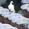 Heboh! Merpati Putih Bikin Riuh Upacara HUT ke-80 RI di Istana