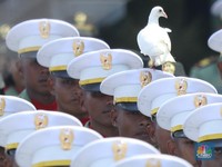 Heboh! Merpati Putih Bikin Riuh Upacara HUT ke-80 RI di Istana