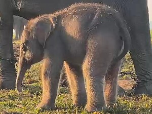 Video Bayi Gajah Lahir di Kebun Binatang Washington, Penantian 25 Tahun