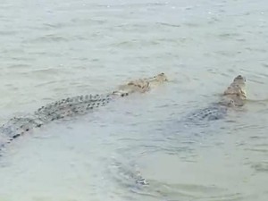 Heboh 2 Buaya Muncul di Sungai Babana Pinrang, Warga Diminta Waspada