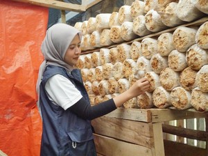 Jurus BUMN Bikin Petani Jamur dan Kopi di Pedesaan Naik Kelas