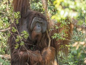 Orang Utan Diperdagangkan, Pakar UGM: Penyebabnya Ekonomi Sulit-Penegakan Hukum Lemah