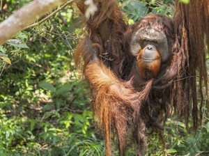 Orang Utan Jojo Merdeka Usai 20 Tahun Terkurung