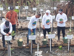 Khofifah Tanam Mangrove, Lepas Burung & Kepiting di Pantai Bahak Probolinggo