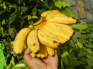 Mitos Makan Pisang Dempet bagi Ibu Hamil dan Pandangan Dokter tentangnya
