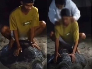 Viral Dua Pemuda Beraksi Konyol, Tunggangi Penyu Hijau di Derawan
