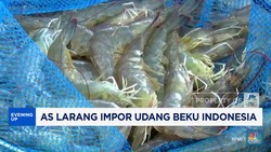 Video: AS Larang Impor Udang Beku RI Imbas Kontaminasi Radioaktif