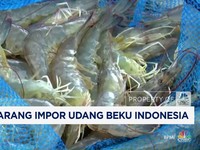 Video: AS Larang Impor Udang Beku RI Imbas Kontaminasi Radioaktif