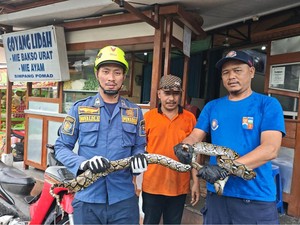 Ular Sanca 2 Meter Muncul di Kamar Mandi, Warga Bogor Panggil Damkar