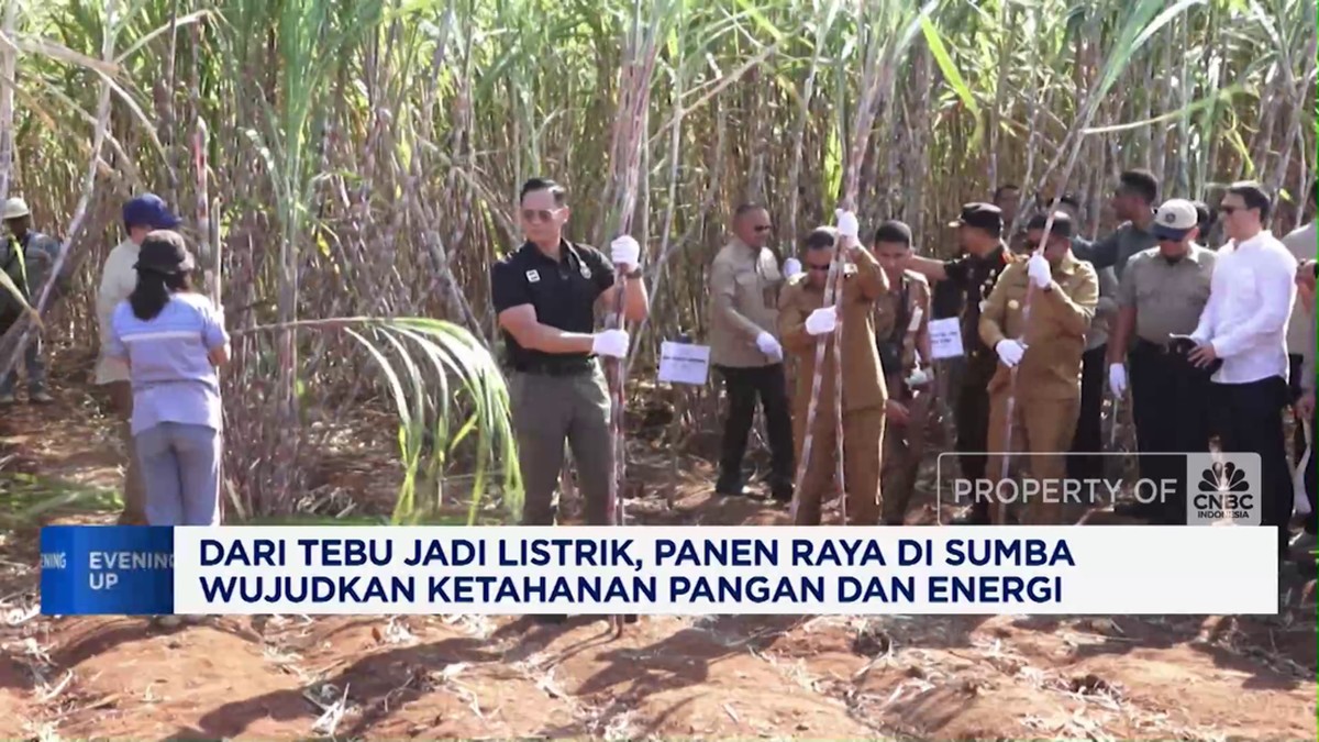 Video:Dari Tebu Jadi Listrik, Panen Raya Sumba Dorong Ketahanan Energi