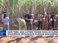 Video:Dari Tebu Jadi Listrik, Panen Raya Sumba Dorong Ketahanan Energi