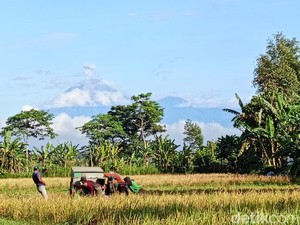 Semeru Erupsi Lagi, Petugas Rekomendasikan Ini