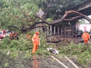 Hujan dan Angin Kencang, 10 Pohon di Jaksel-Jaktim Tumbang