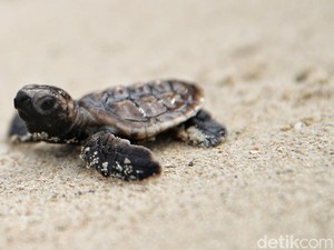 Bukan Langsung Dilepas Ke Laut, Begini Cara Lepas Tukik yang Benar