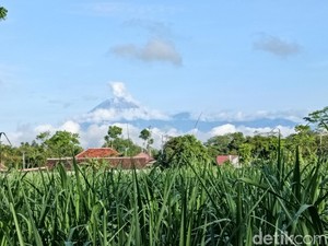 Gunung Semeru Erupsi 4 Kali Pagi Ini, Abu Vulkanik Capai 1.000 Meter