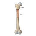 Ilustrasi tulang sumsum. (Dok. uhhospitals)