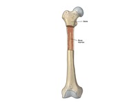 Ilustrasi tulang sumsum. (Dok. uhhospitals)