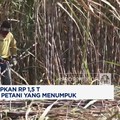 Video: Danantara Siapkan Rp 1,5 Triliun Serap Tumpukan Gula Petani