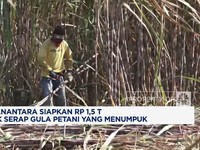 Video: Danantara Siapkan Rp 1,5 Triliun Serap Tumpukan Gula Petani