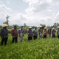 Dukung Swasembada Pangan, PTBA-UGM Hadirkan Produk Kalium Humat